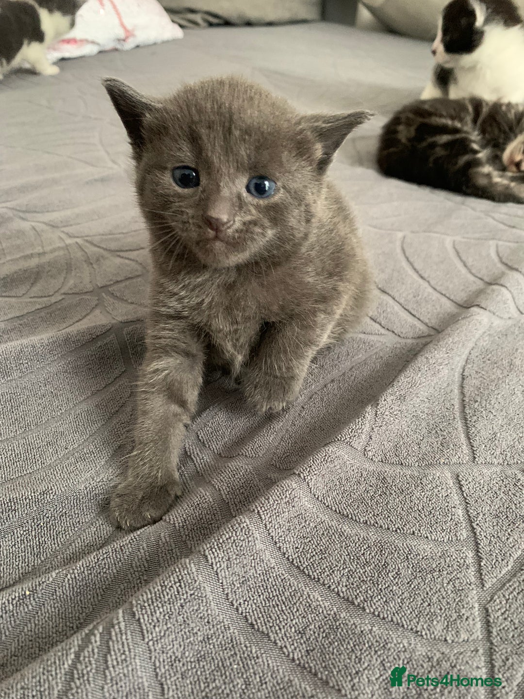 Domestic Shorthair cats for sale: 5 gorgeous kittens 🐈‍⬛  - Advert 6