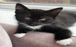 Domestic Shorthair cats for sale: Tuxedo female kittens - Image 6