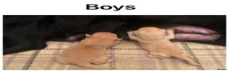 Labrador Retriever dogs for sale: Stunning KC pups, health tested&excellent lineage - Advert 6