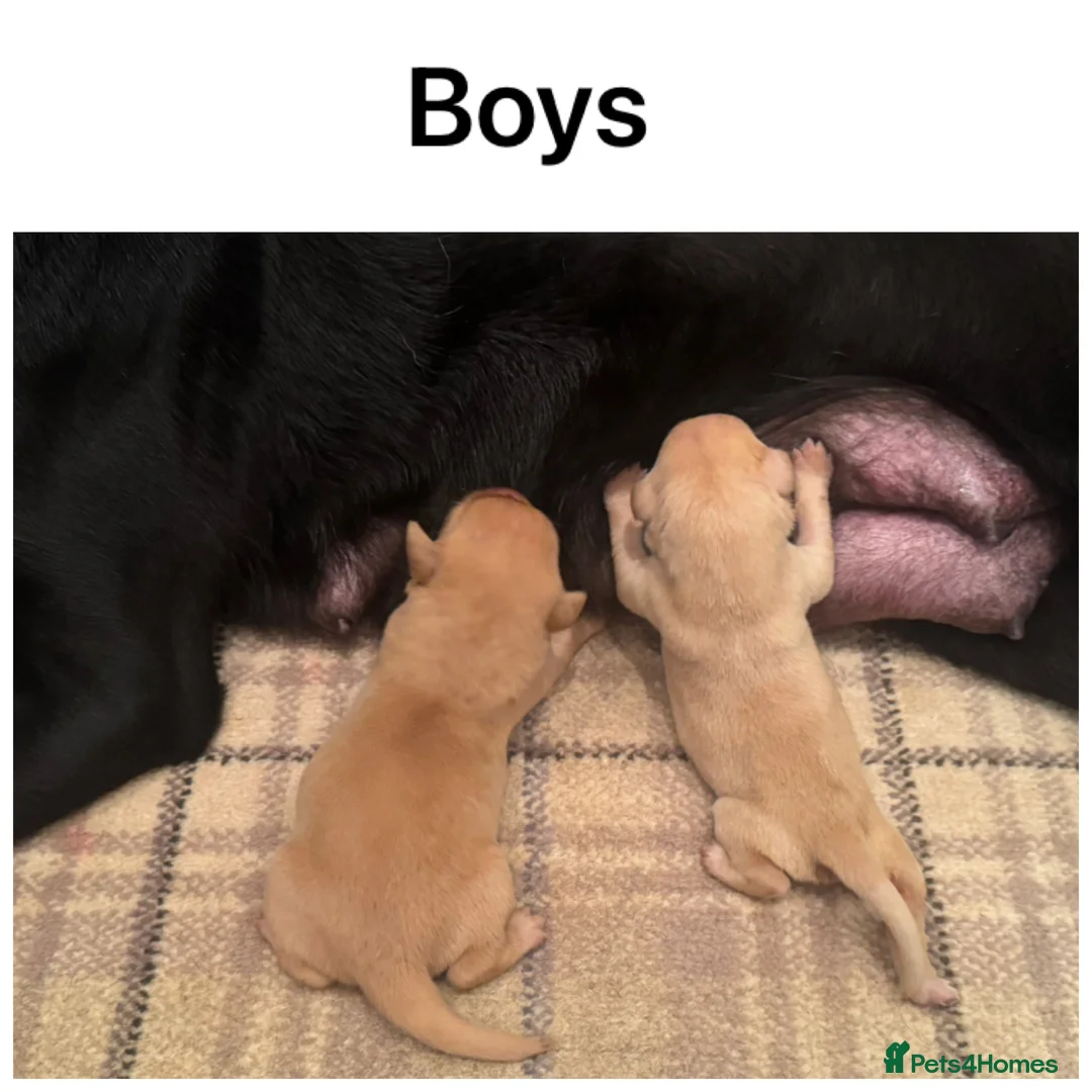 Labrador Retriever dogs for sale: Stunning KC pups, health tested&excellent lineage - Advert 6