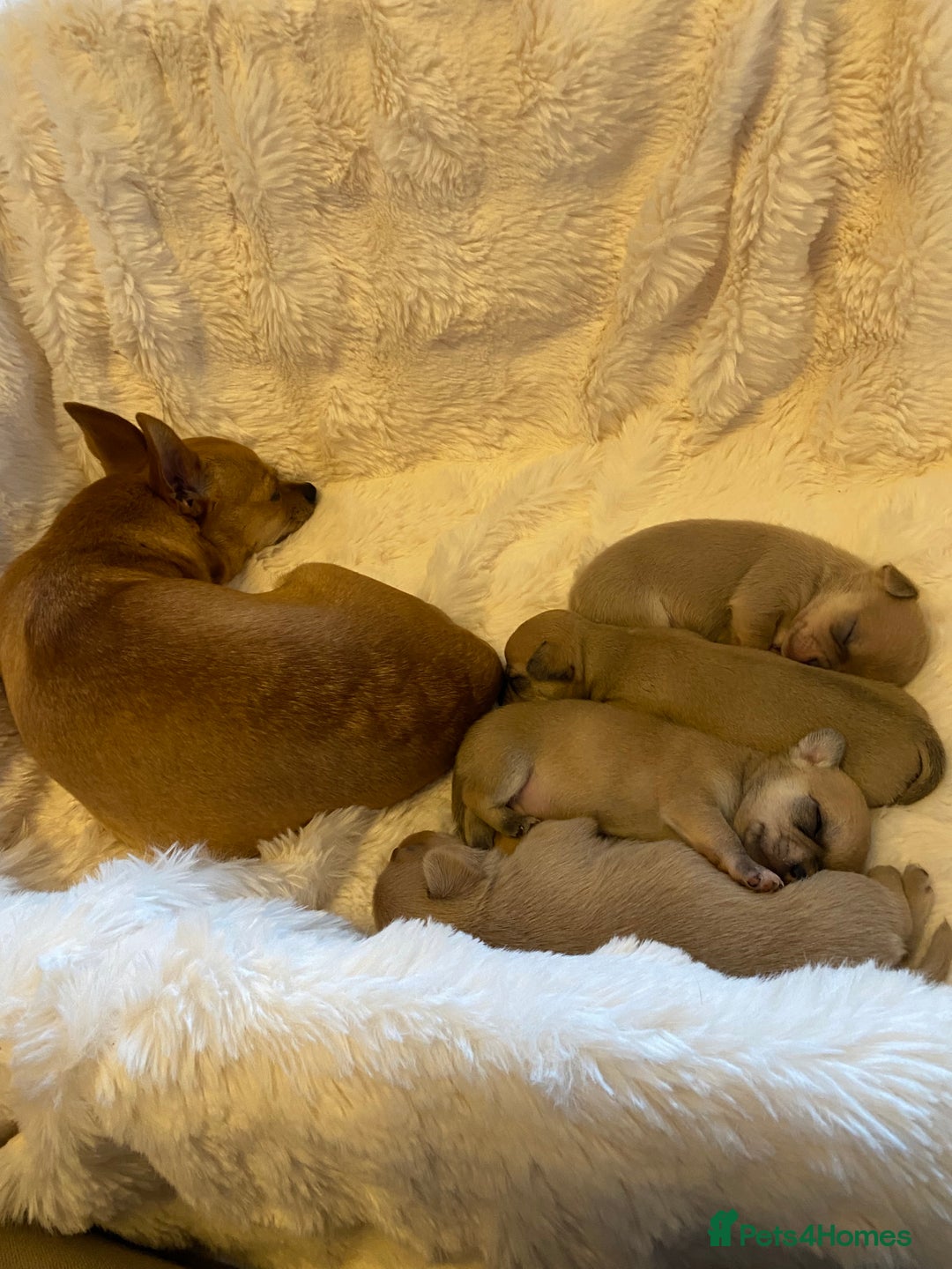 Chihuahua dogs for sale: Stunning Chihuahuas  - Advert 20