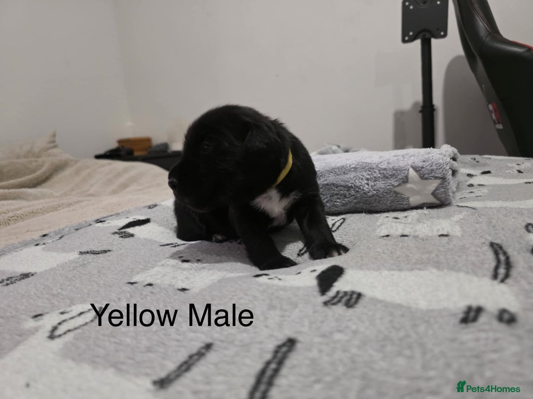Mixed Breed dogs for sale: Beautiful Doberman X springer spaniel pups in Hawick - Image 16