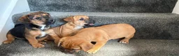 Jack Russell dogs for sale: Ready for there forever homes  - Advert 3