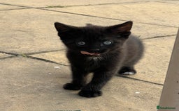 Domestic Shorthair cats for sale: 🐾 Kittens Looking for Loving Homes 🐾 - Image 10