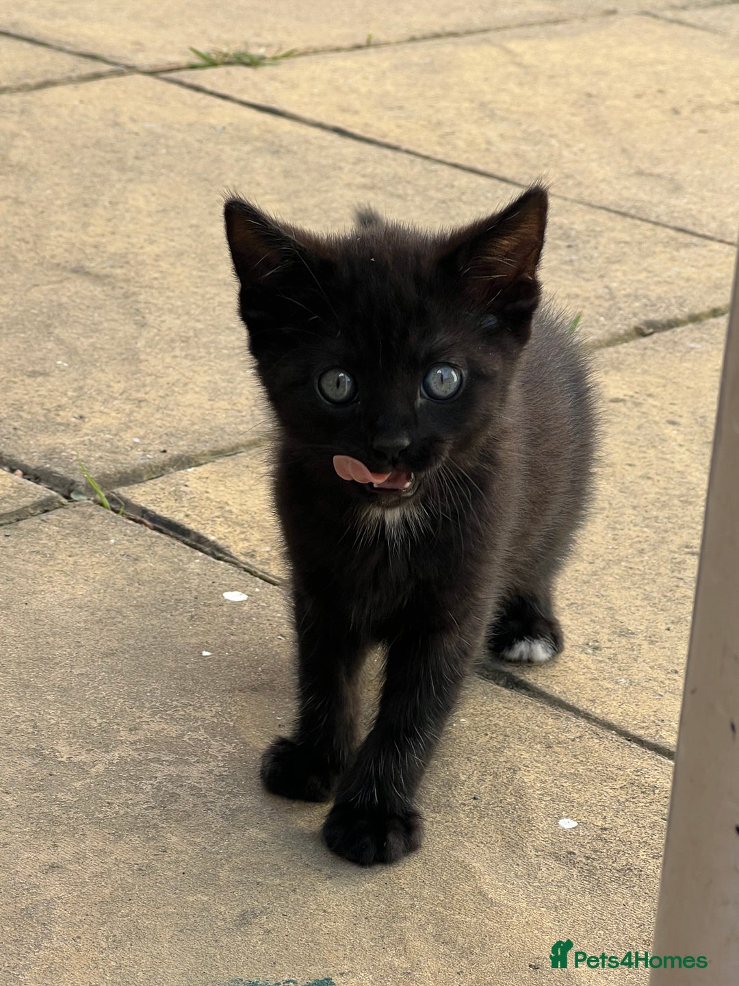 Domestic Shorthair cats for sale: 🐾 Kittens Looking for Loving Homes 🐾 - Image 10