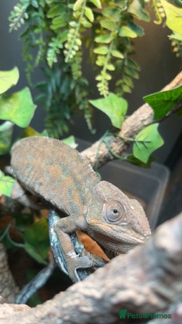 Chameleon reptiles in St. Neots - Advert 6