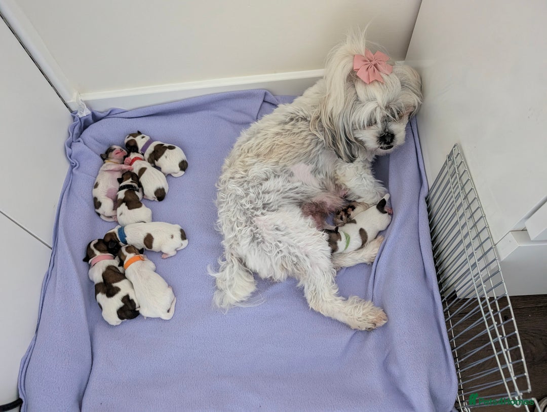 Shih Tzu dogs for sale: ShihApso  - Image 6
