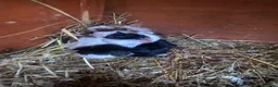 Guinea Pig rodents for sale: Teddy, Abyssinian and longhaired guinea pig pups - Advert 2