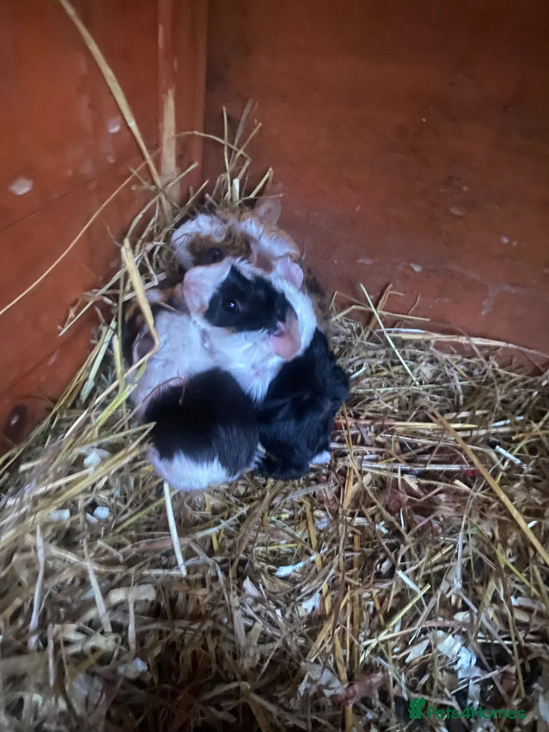 Guinea Pig rodents for sale: Teddy, Abyssinian and longhaired guinea pig pups - Advert 2
