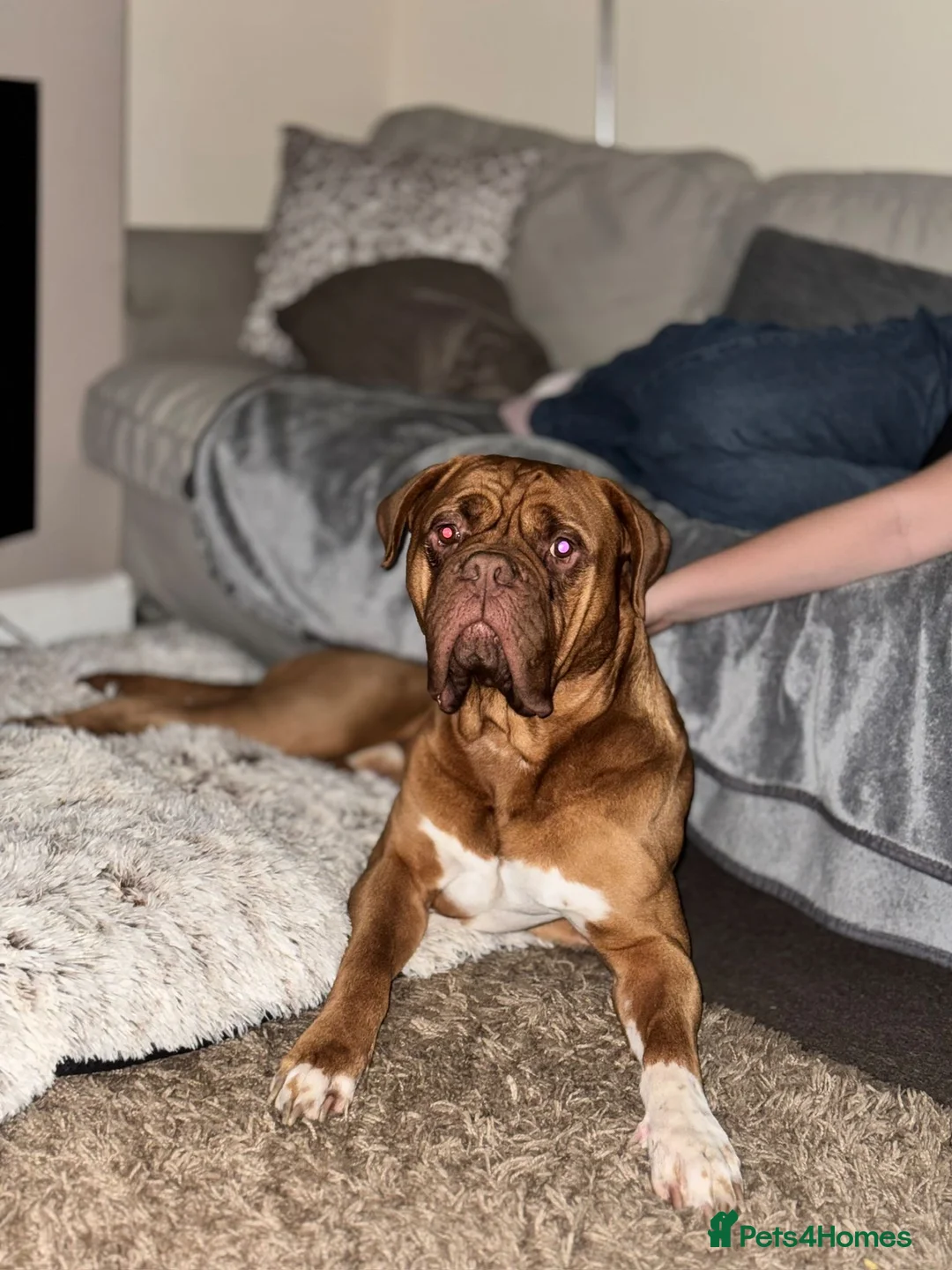 Dogue De Bordeaux dogs for sale: Frank in Gillingham - Advert 1
