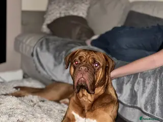 Dogue De Bordeaux dogs Frank - Advert 3