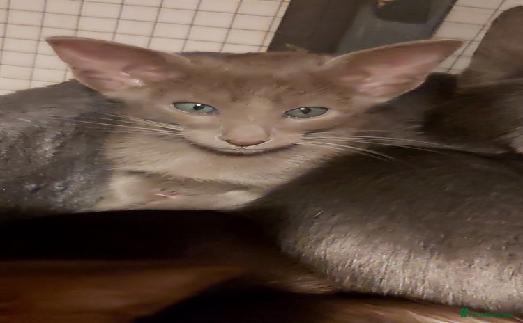 Oriental cats - Advert 2