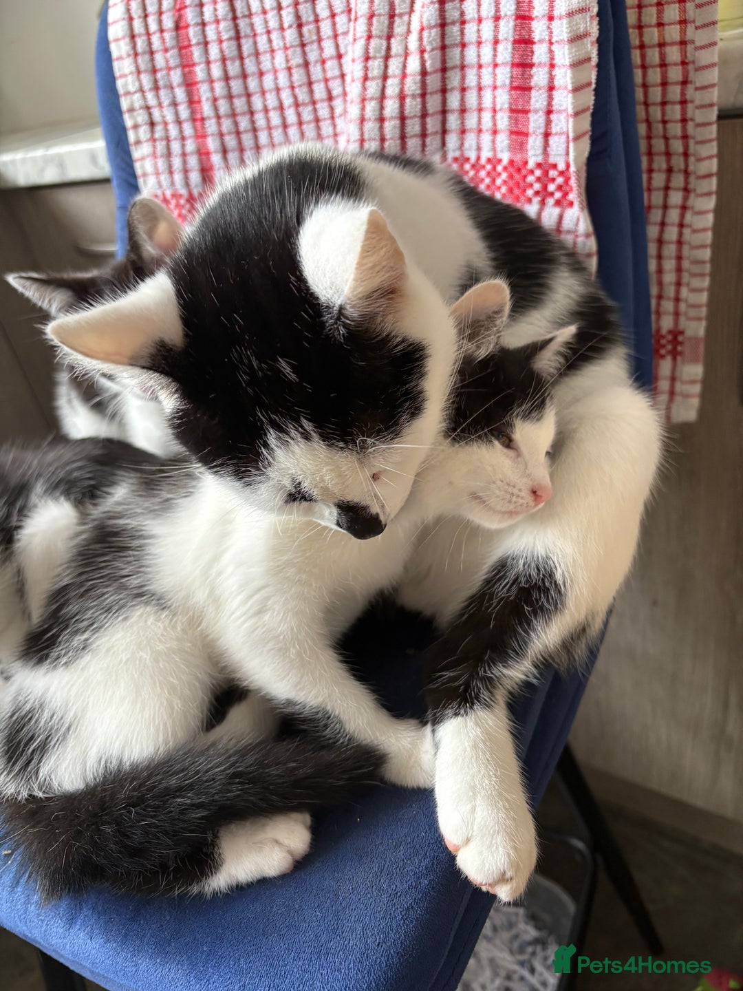 Mixed Breed cats for sale: Mixed kittens  - Image 6