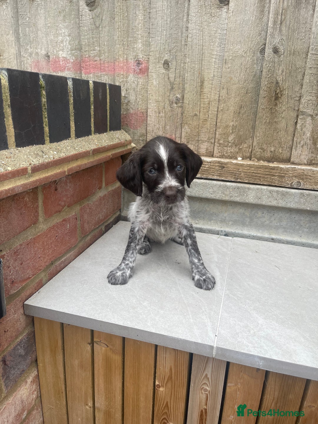 Mixed Breed dogs for sale: English springer spaniel X wire-haired pointer pup - Image 1