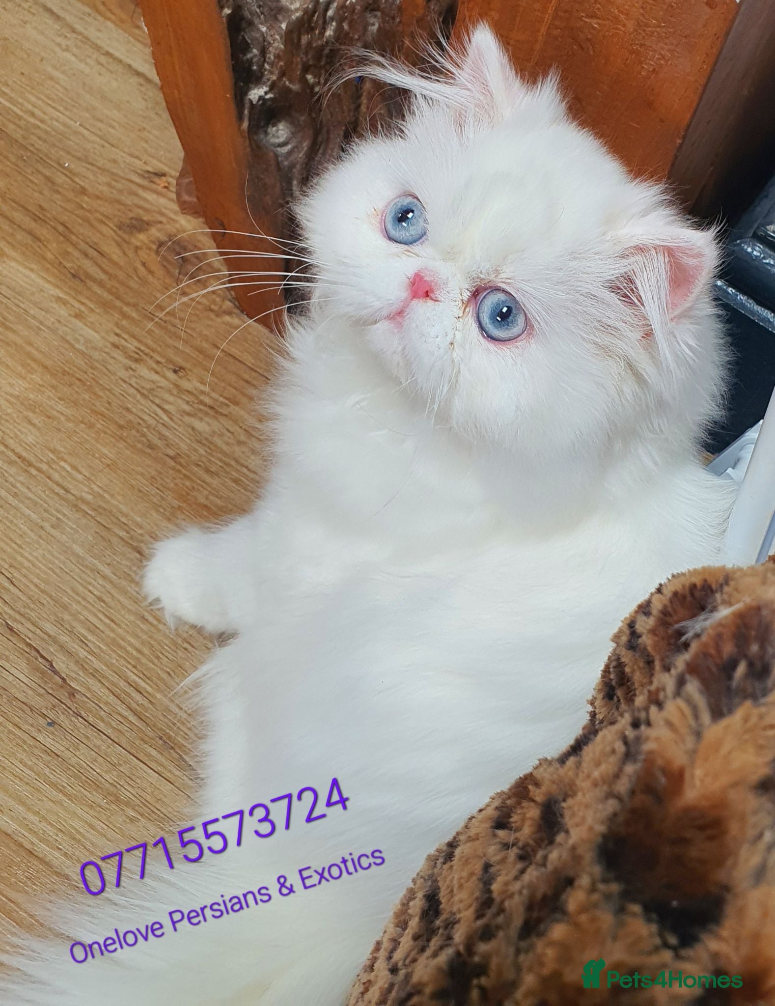 Persian cats 🎀 One girl left GCCF Persian Kitten 🎀 - Advert 18