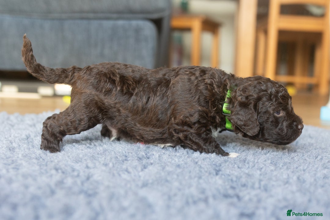 Lagotto Romagnolo dogs for sale: Lagotto Romagnolo Puppies - Pedigree KC Litter - Image 11