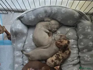 Miniature Dachshund dogs BEAUTIFUL MINIATURE DACHSHUND PUPPIES FOR SALE - Advert 1