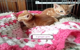 Mixed Breed cats for sale: Kittens gorgeous playful babys - Image 5