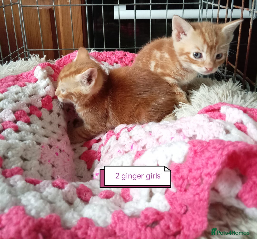 Mixed Breed cats for sale: Kittens gorgeous playful babys - Image 5