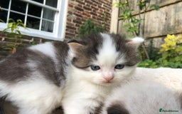 Mixed Breed cats for sale: Chamomile’s kittens - Image 4