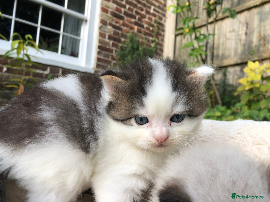 Mixed Breed cats for sale: Chamomile’s kittens - Image 4