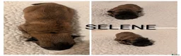 Shar Pei dogs for sale: Beautiful litter of Shar Pei Puppies  - Advert 5