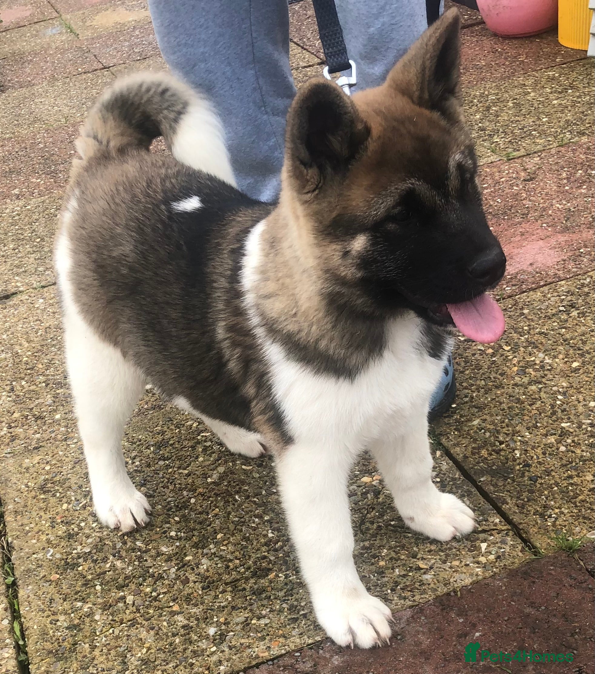 Akita dogs 7 bear faced American Akitas puppies  - Advert 8