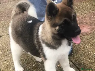 Akita dogs 7 bear faced American Akitas puppies - Advert 8