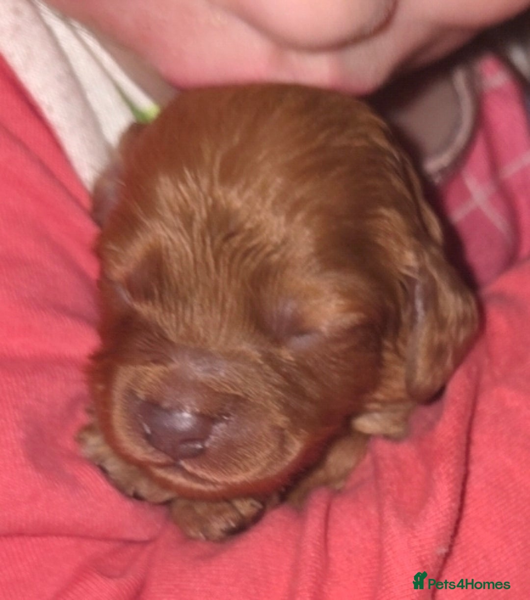 Cockapoo dogs for sale: Stunning F2 Cockerpoo Puppies  - Advert 13
