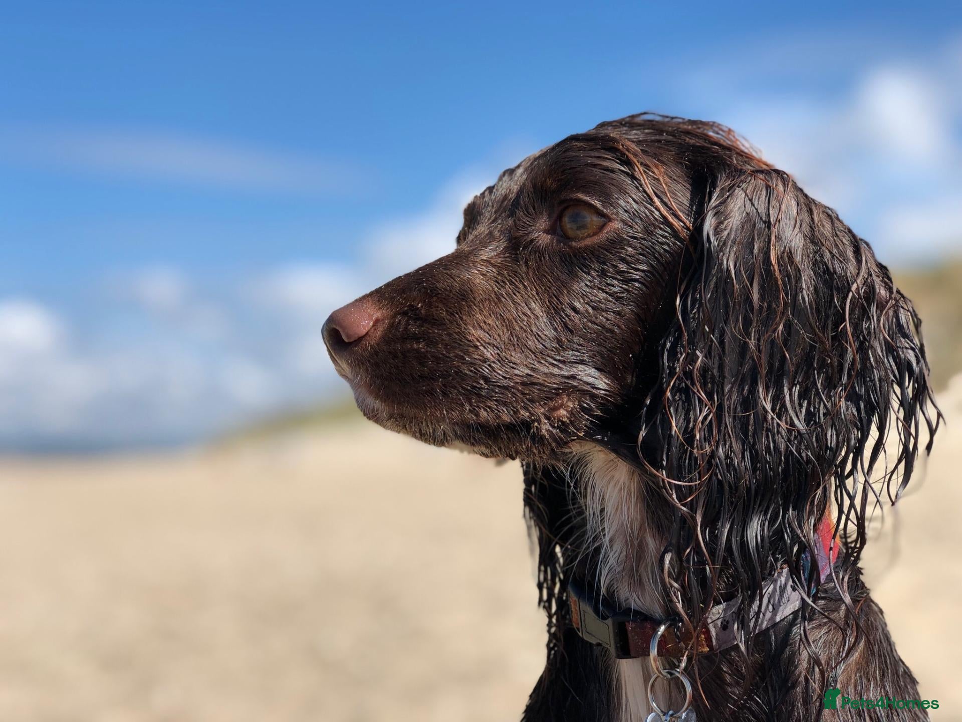 Cocker Spaniel dogs KC Registered Working Cocker Spaniels - Advert 11