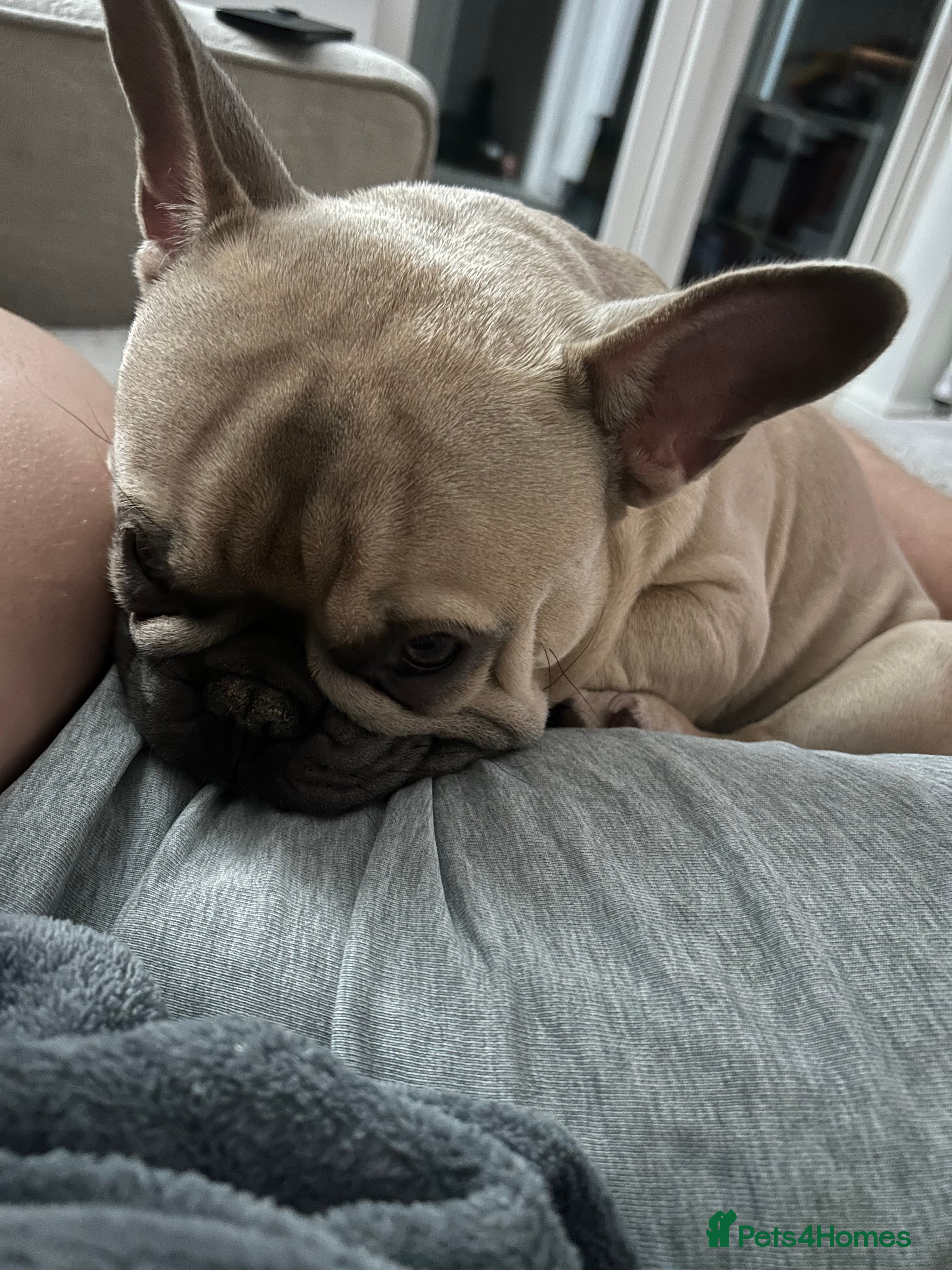 French Bulldog dogs Our beautiful French bulldog 8 months old  - Advert 1