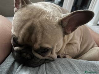 French Bulldog dogs Our beautiful French bulldog 8 months old - Advert 15