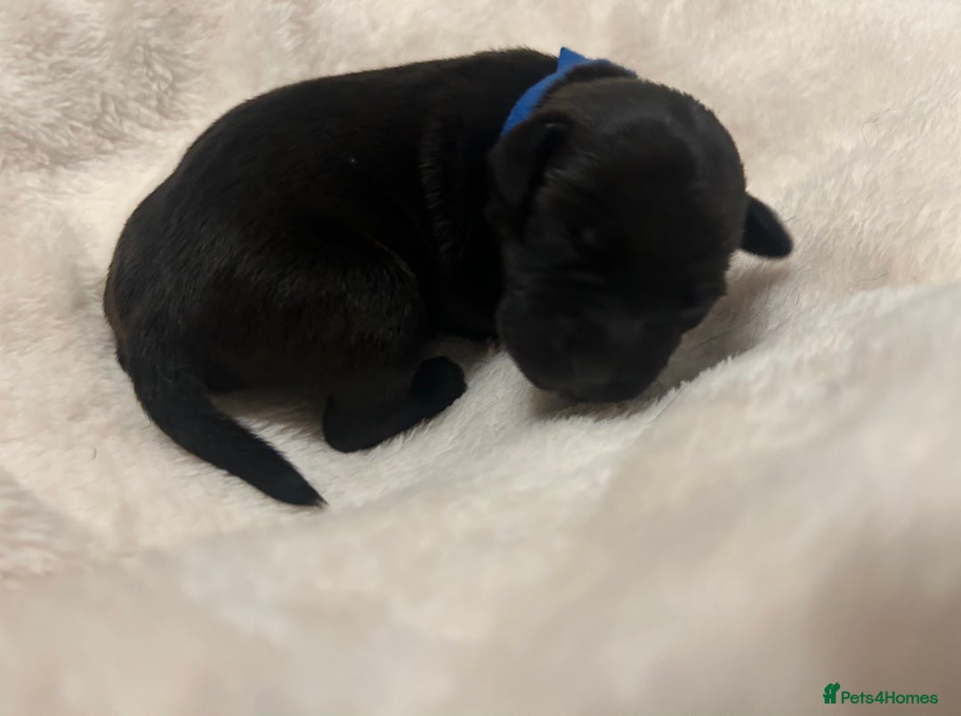 Patterjack dogs for sale: Patterdale x jackrussel  - Image 14