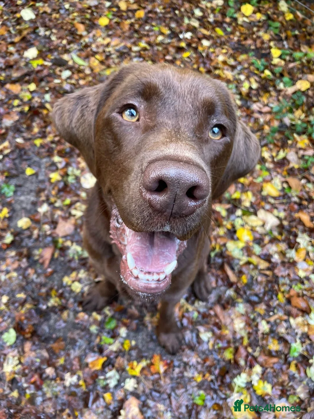 Labrador Retriever dogs for stud: KC REGISTERED LABRADOR STUD  - Advert 6