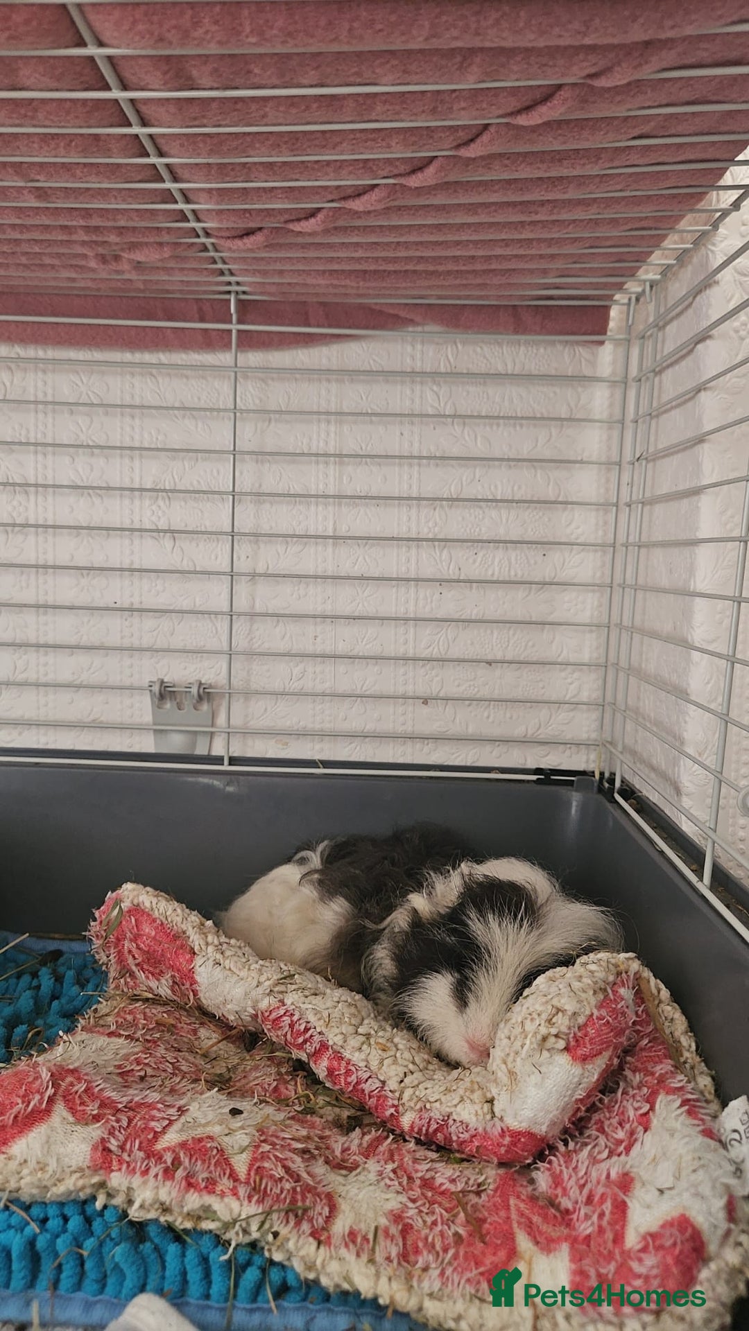 Guinea Pig rodents for sale: 2 male guinea pigs 1 year old - Advert 5