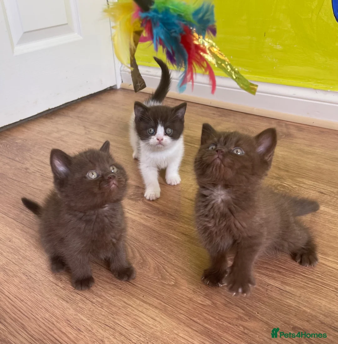 British Shorthair cats for sale: ⭐ Rare Colour Shorthair Kittens – Ready to Go - Advert 1