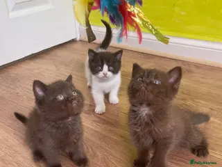 British Shorthair cats ⭐ Rare Colour Shorthair Kittens – Ready to Go - Advert 6