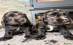 Cocker Spaniel dogs for sale: Show cocker spaniel  - Advert 5