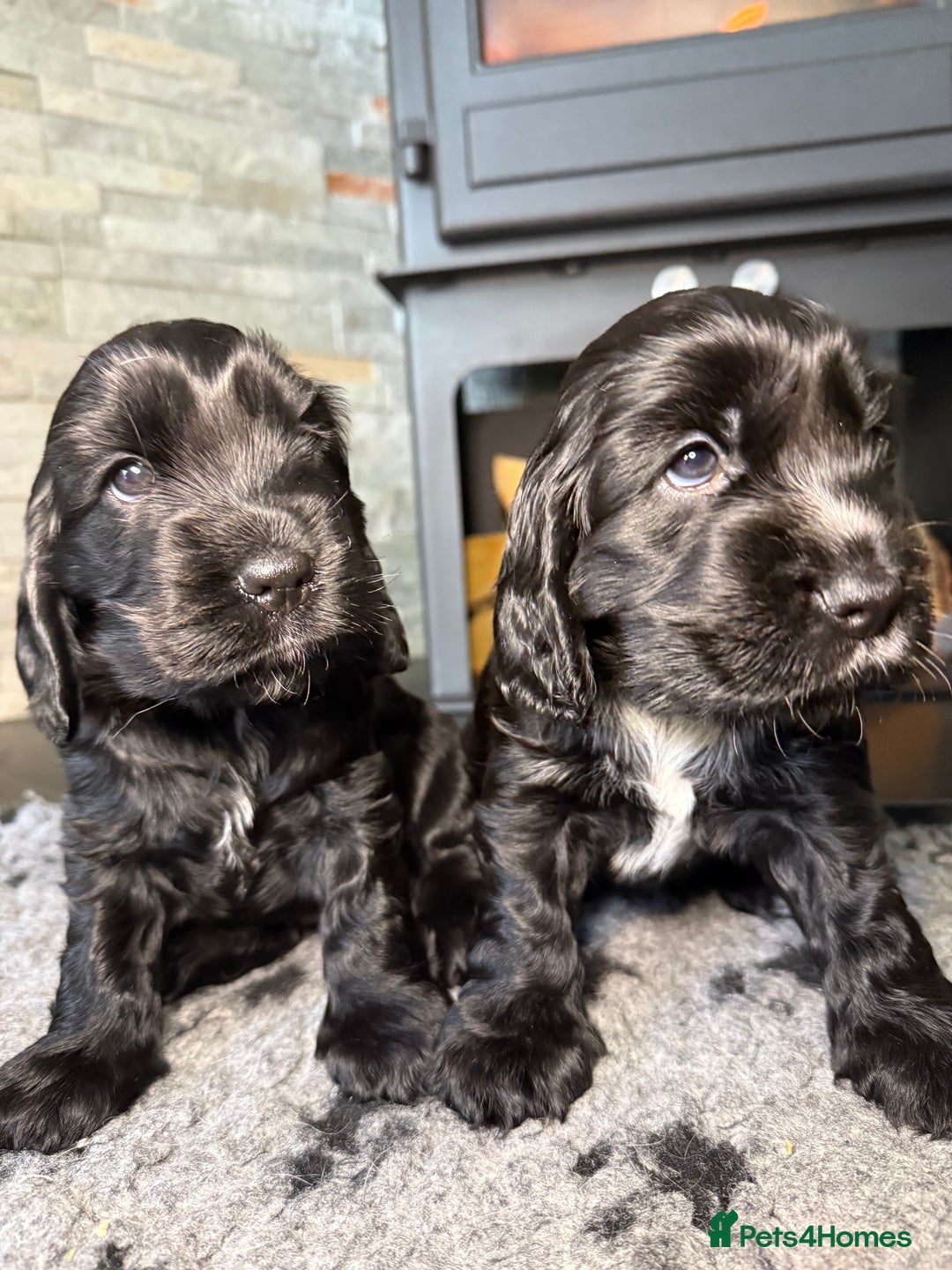 Cocker Spaniel dogs for sale: Show cocker spaniel  - Advert 5