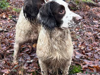 English Springer Spaniel dogs Springer spaniel for stud - Advert 6