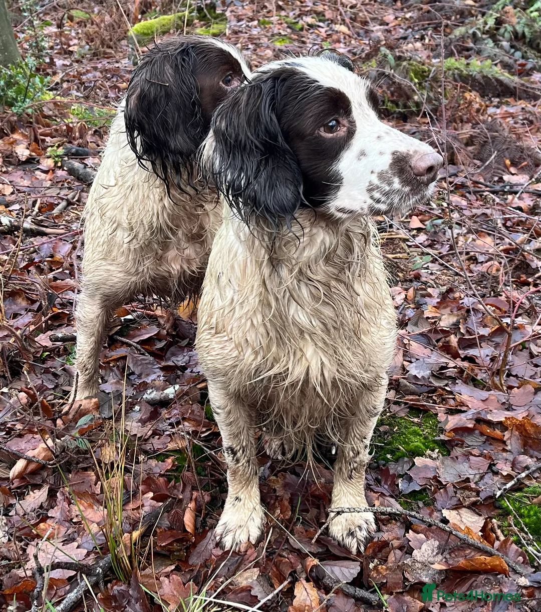 English Springer Spaniel dogs for stud: Springer spaniel for stud  - Advert 1