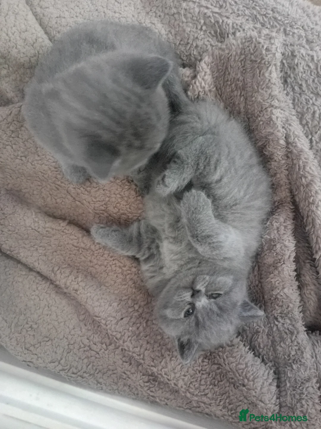 British Shorthair cats for sale: BSH PEDIGREE BEAUTIFUL BOY AND GIRL - Advert 2