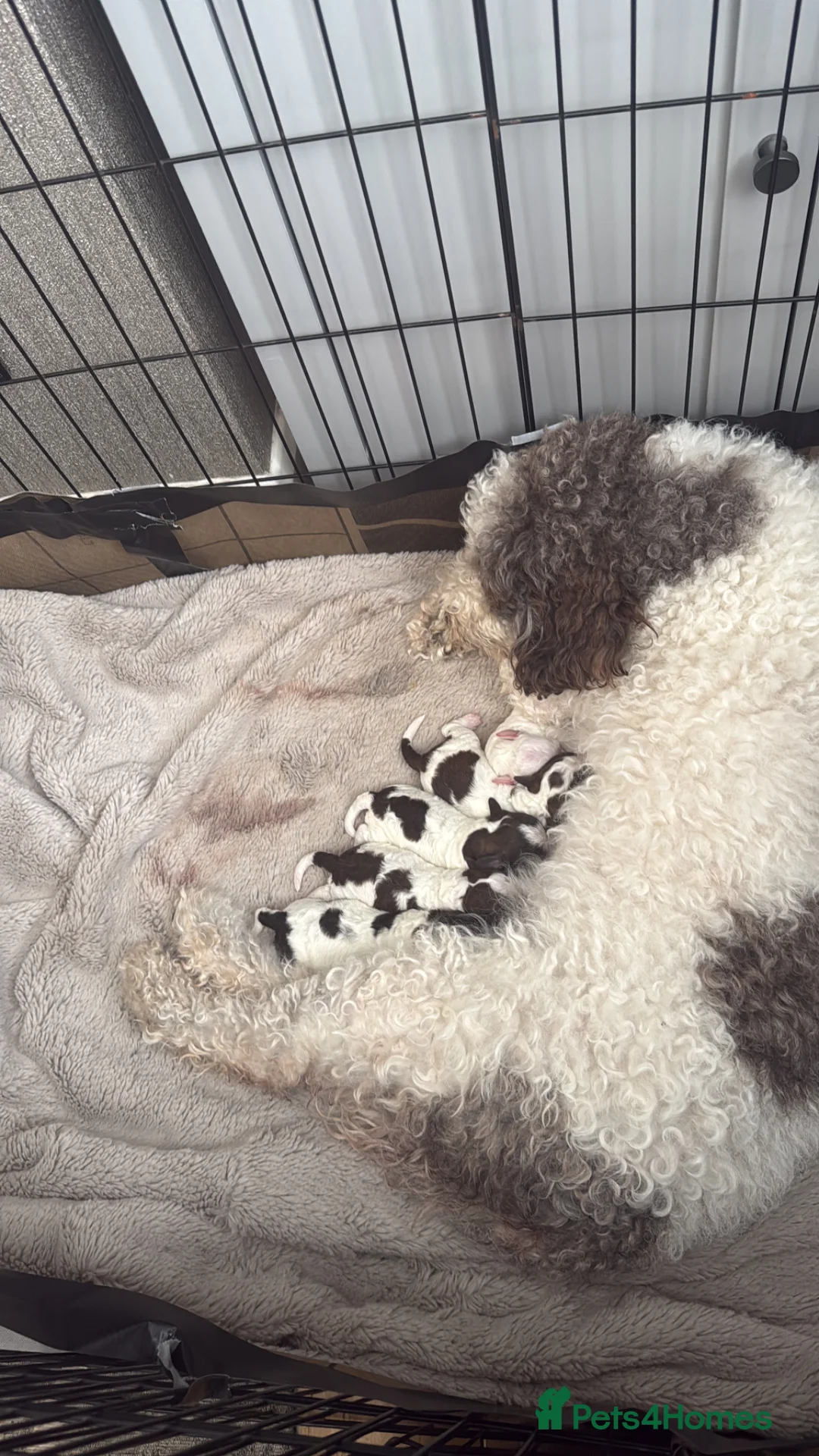 Lagotto Romagnolo dogs for sale: Italian water dog /lagotto romagnolo  - Advert 8