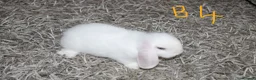 Mini Lop rabbits for sale: 5 Mini Lop / Mini Plush Babies - Advert 13