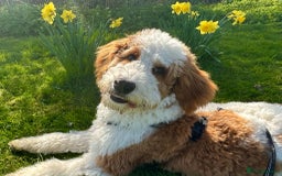 Bernedoodle dogs for sale: Curtabemdoodles Bernedoodles  - Image 38