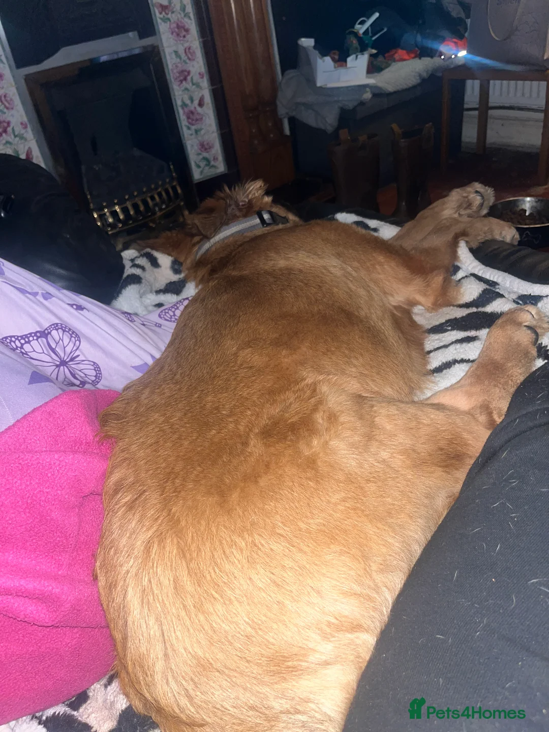 Mixed Breed dogs for sale: German Shepard cross lurcher dog in Stoke-on-Trent - Advert 4