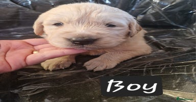 Golden Retriever dogs KC GoldenRetriver,READY DEC.20 - Advert 10