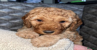 Cockapoo dogs 6 cockapoo F1 puppies seeking their forever homes - Advert 4