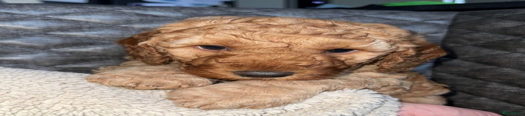 Cockapoo Puppy 1 Male