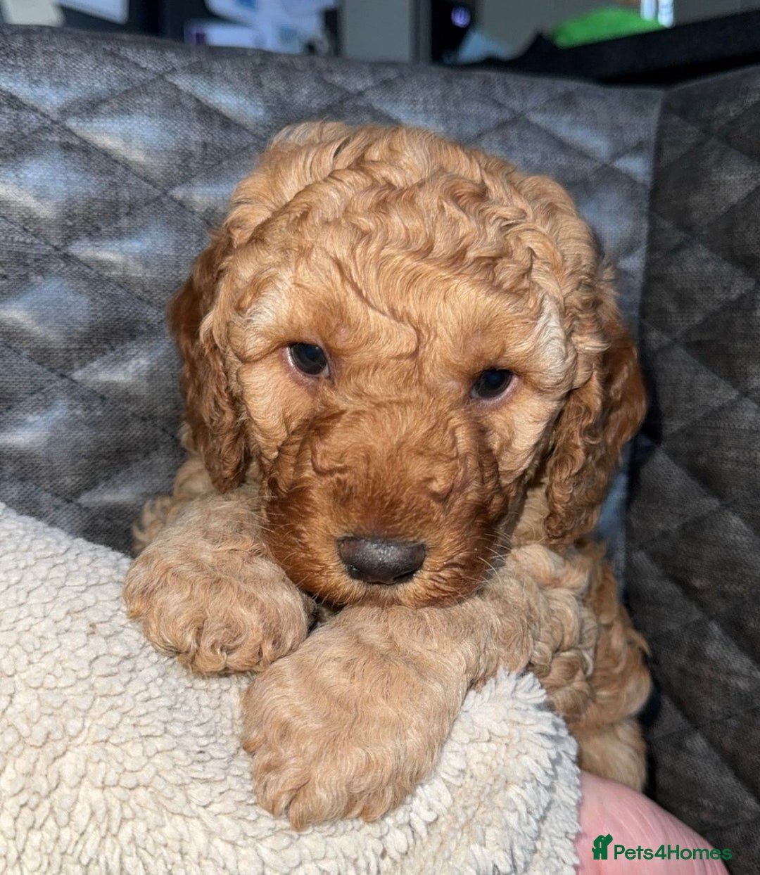Cockapoo dogs for sale: 6 cockapoo F1 puppies seeking their forever homes - Advert 4